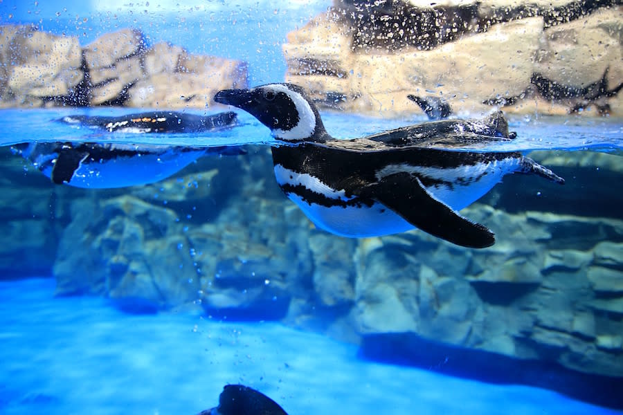 桃園水族館 Xpark 八景島水族館