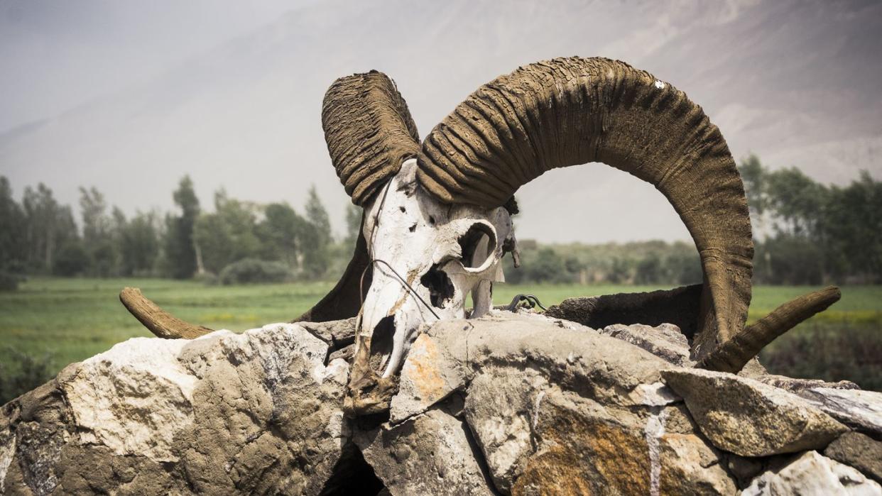 marco polo sheep skull in tajikistan