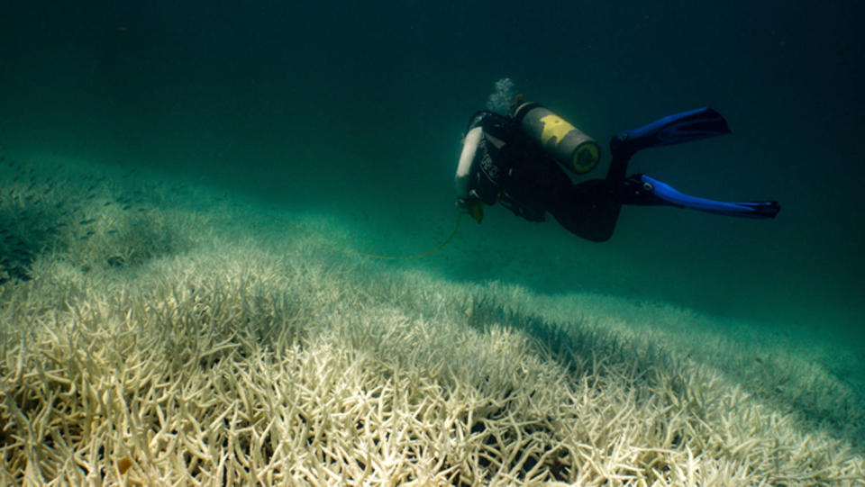 Researchers observe a mass coral bleaching event at a site in the Southern Great Barrier Reef on March 5. (Renata Ferrari / Australian Institute of Marine Science)