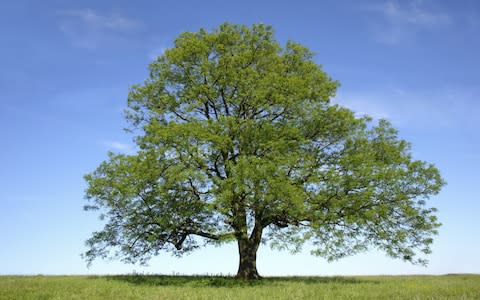 Ash (Fraxinus sp.) tree - Credit: Getty Images/Rosemary Calvert