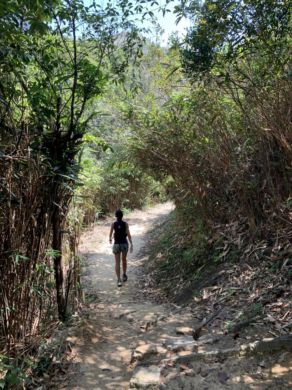 九逕山_竹林景如墮臥虎藏龍對決之地