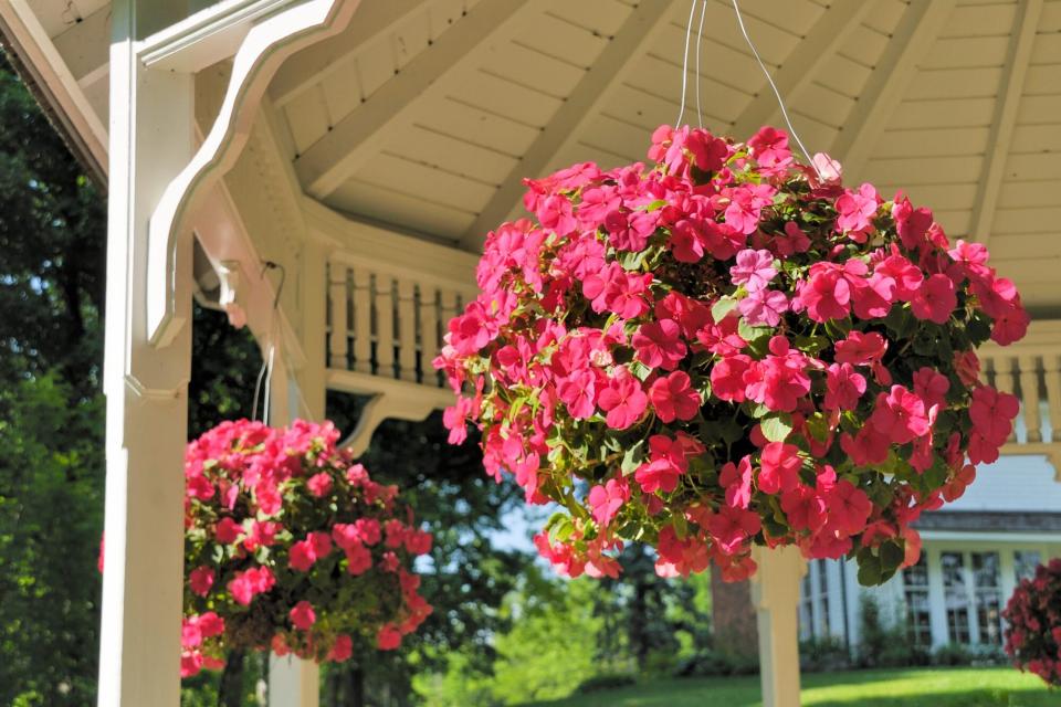 hanging baskets of bold pink flowers