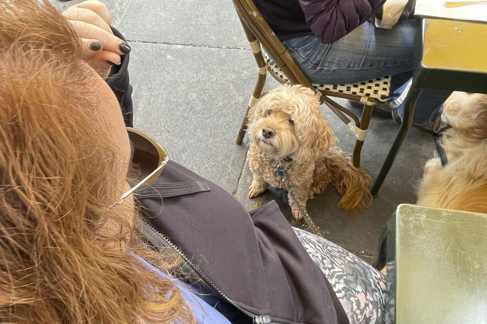 A dog named Falkor looks up at his owner, Leslie Fine, as she eats brunch at a restaurant in San Francisco on Friday, May 5, 2023. Just in time for the summer dining season, the U.S. government has given its blessing to restaurants that want to allow pet dogs in their outdoor spaces. (AP Photo/Haven Daley)