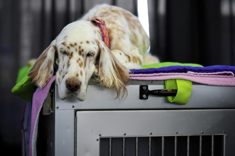 A dog sleeps in the Breed Showcase area during the 148th Westminster Kennel Club Dog show, Saturday, May 11, 2024, at the USTA Billie Jean King National Tennis Center in New York. (AP Photo/Julia Nikhinson)