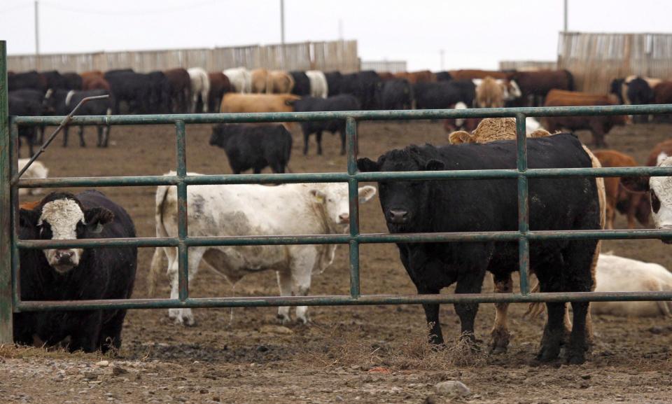 <p>No. 8: Brooks, Alta.<br>Proportion of work with the potential to be automated: 49 per cent<br>Population: 17,530<br>Cattle look out form a feedlot in Brooks, Alta., Wednesday, Oct. 10, 2012. (THE CANADIAN PRESS/Jeff McIntosh) </p>