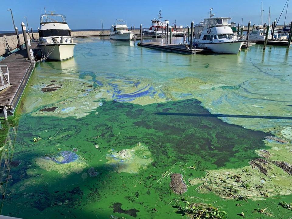 Thick blue-green algae surrounds boats in the Pahokee Marina on Lake Okeechobee earlier this year. Blooms increased as water temperatures rose and nutrients in the shallow lake got stirred up by wind.