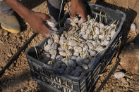 A farmer prepares to plant potatoes in Harf Beit Hasna village, in Dinnieh province, north Lebanon, Wednesday, Sept. 7, 2022. Farmers in a small mountainous town in Lebanon's northern Dinnieh province once could rely on rain to irrigate their crops and sustain a living. But climate change and the country's crippling economic crisis has left their soil dry and their produce left to rot. They rely on the little rain they can collect in their innovative artificial ponds to make enough money to feed themselves, as they live without government electricity, water, and services. (AP Photo/Hussein Malla)