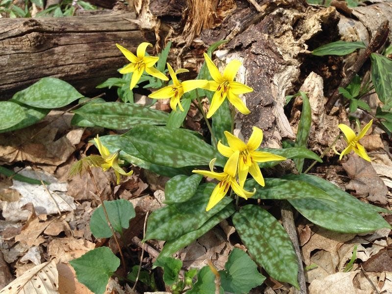 A trout lily, which you may find still blooming in area woods, gets its name from speckled leaves that remind you of a trout. Tribune Photo/JOSEPH DITS
