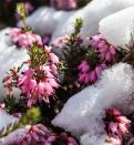 <p>When it comes to winter plants, Heather is a hard one to beat. Heather flowers from late summer to autumn and there are all sorts of varieties to choose from. These shrubs create evergreen ground cover and are a lifeline for <a href="https://www.housebeautiful.com/uk/garden/plants/g36486302/flowers-for-bees/" rel="nofollow noopener" target="_blank" data-ylk="slk:bumblebees;elm:context_link;itc:0;sec:content-canvas" class="link ">bumblebees</a> in mild winter climates. In fact, research has shown that Heather nectar provides a natural medicine against harmful parasites that can prevent their decline. This hardy plant is easy to manage, long-flowering and will add a pop of colour to your garden. Myretoun Ruby is a particular favourite, with rose pink to magenta blooms.</p><p><strong>SHOP NOW...</strong></p><p>• <a href="https://www.crocus.co.uk/plants/_/erica-carnea-myretoun-ruby/classid.528/" rel="nofollow noopener" target="_blank" data-ylk="slk:Erica carnea 'Myretoun Ruby' via Crocus;elm:context_link;itc:0;sec:content-canvas" class="link ">Erica carnea 'Myretoun Ruby' via Crocus</a></p><p>• <a href="https://www.thompson-morgan.com/p/erica-carnea-f-alba-golden-starlet/T57792TM" rel="nofollow noopener" target="_blank" data-ylk="slk:Erica carnea f. alba 'Golden Starlet' via Thompson & Morgan;elm:context_link;itc:0;sec:content-canvas" class="link ">Erica carnea f. alba 'Golden Starlet' via Thompson & Morgan</a></p>