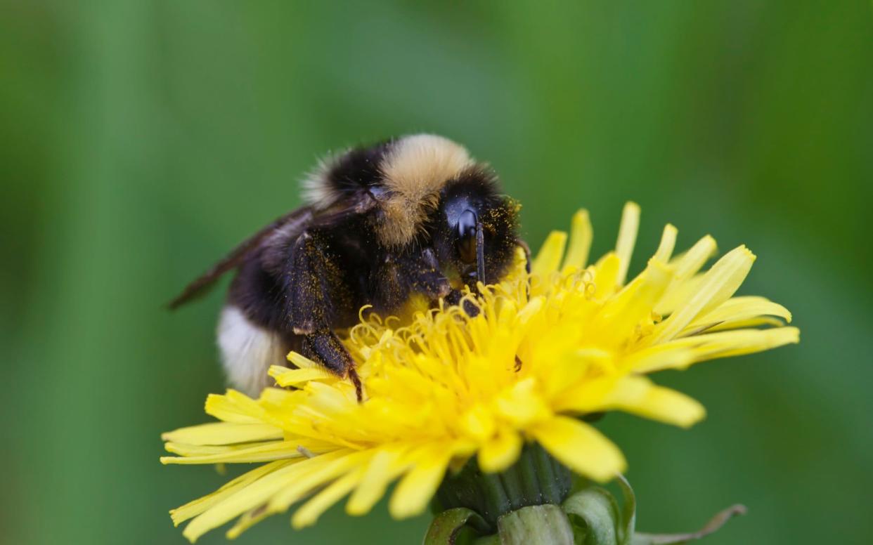 Bumblebee on dandelion - Johner RF