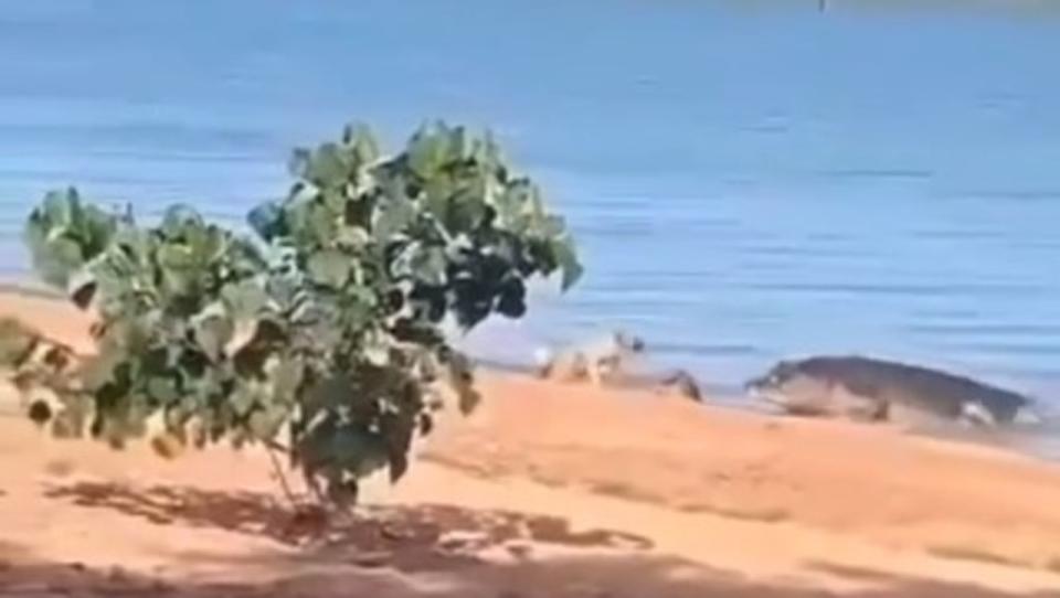 A small dog has been snatched by a huge crocodile on a beach near Weipa. Picture: Supplied
