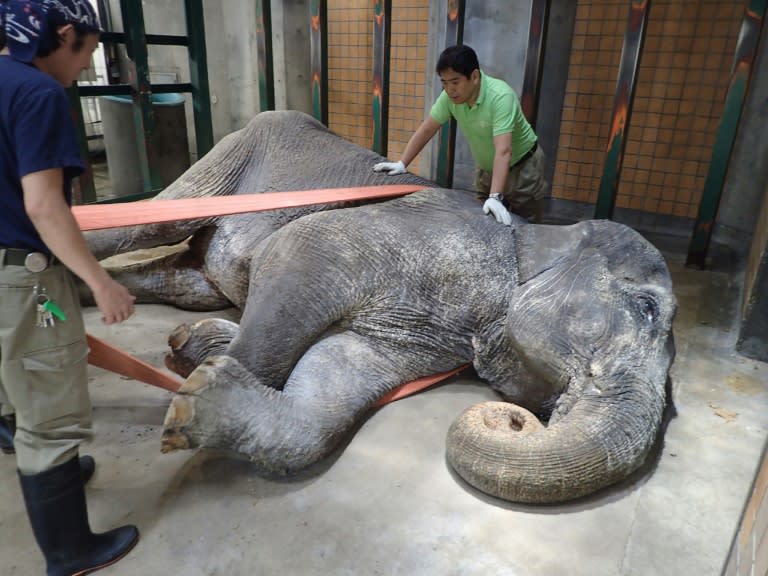 Hanako passed away on Thursday after 20 zoo staff members attempted to raise her to her feet by rope, a common technique used when elephants remain lying on the floor