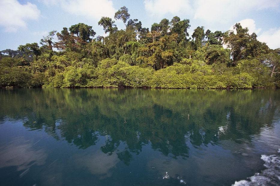  Tropical forest along the coast, Andaman Islands, Andaman and Nicobar Islands Union Territory of India. 