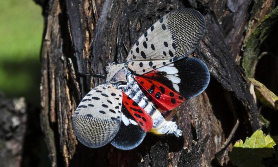 <span>Photograph: Matt Rourke/AP</span>