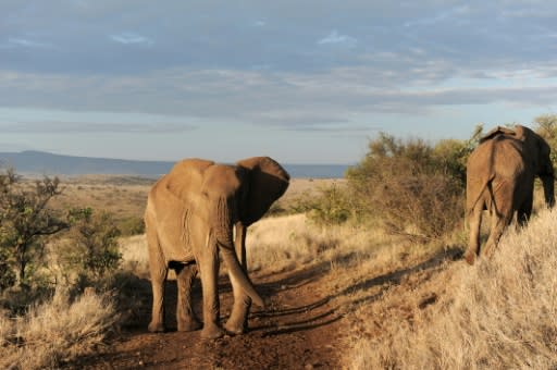 African specialists say the only real way to stem the poaching of elephant ivory and rhinoceros horns is to curb demand