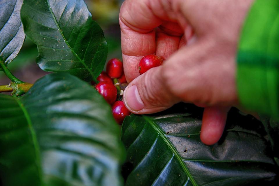 Conoce todo alrededor del caféstival aquí