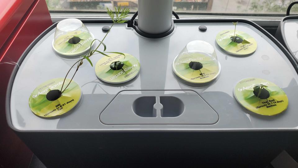 plants growing in AeroGarden Harvest