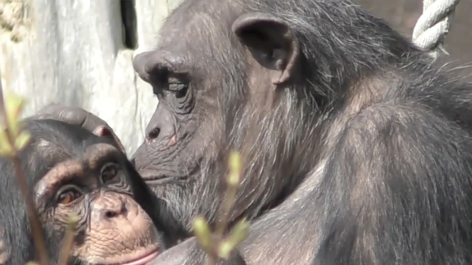 The study found that both chimpanzees and bonobos recognize old friends, even after decades apart. - Kate Grounds/Edinburgh Zoo