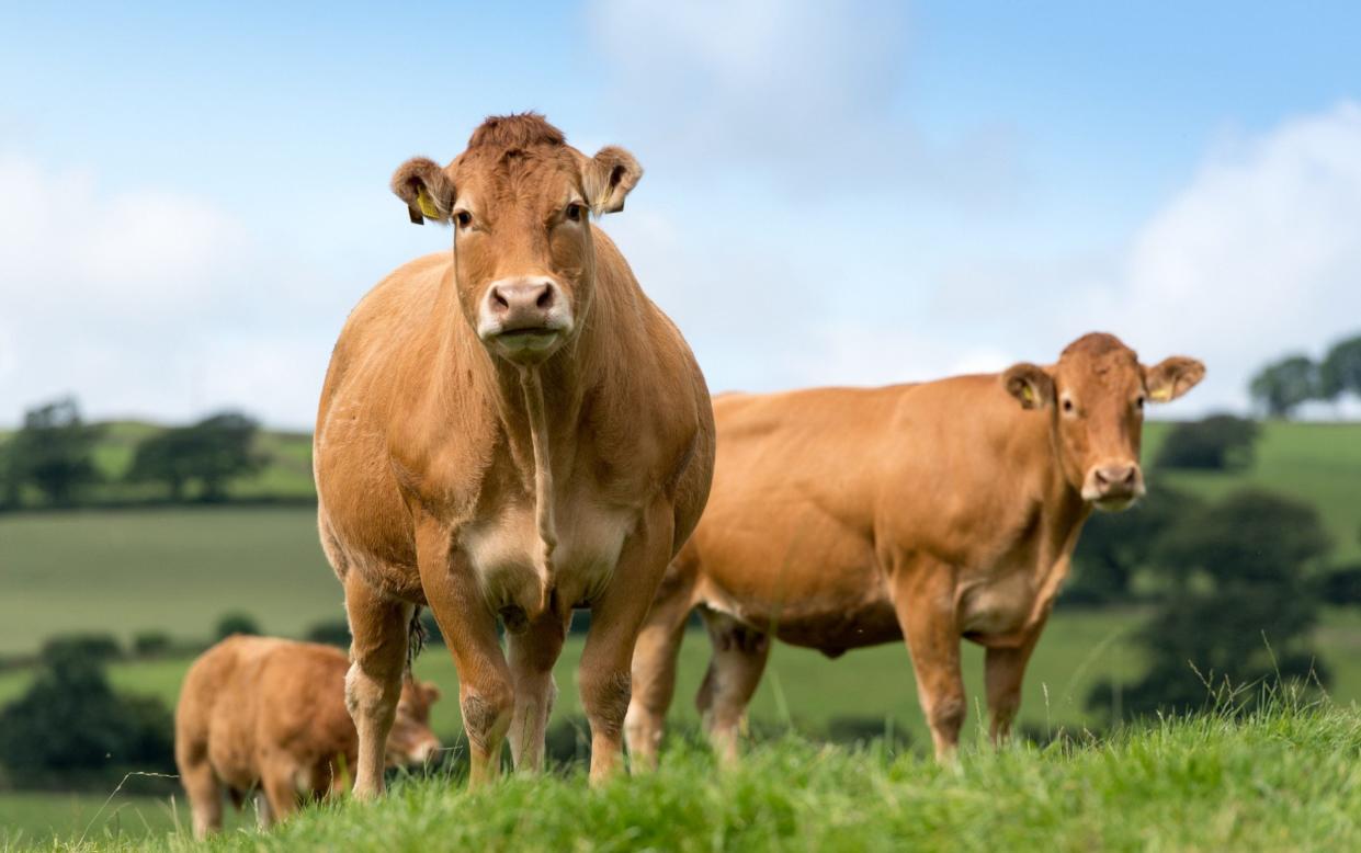 Pedigree Limousin cattle grazing on pasture in Cumbria, UK. - Farm Images/Universal Images Group Editorial