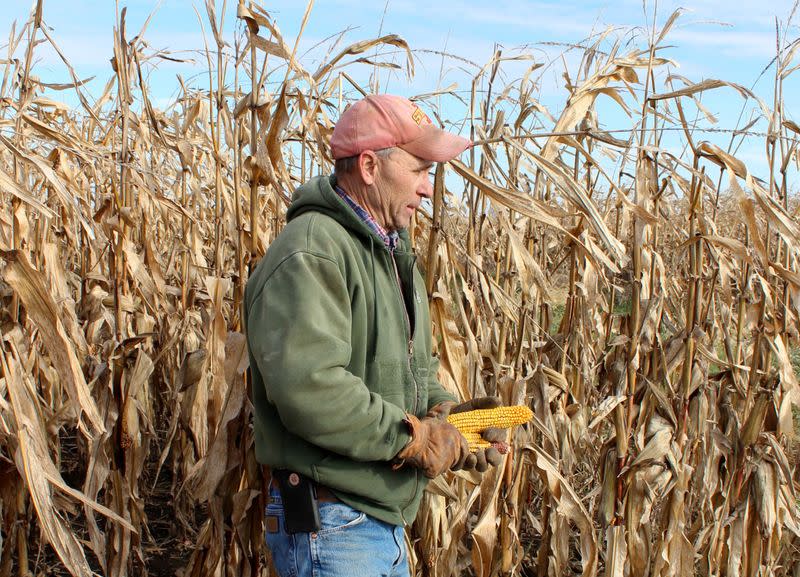 FILE PHOTO: Corn and soybean farmer Don Swanson prepares to harvest his corn crop in Eldon, Iowa