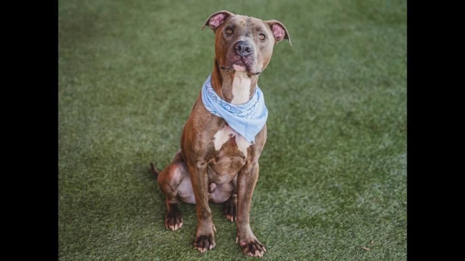 “Scrappy A2404816 is a 2-year-old boy with an old soul who prefers sunbathing to running around in the yard. This calm and affectionate fellow has achieved a Zen-like demeanor that makes him the perfect low-energy lovebug or endless movie marathons.”