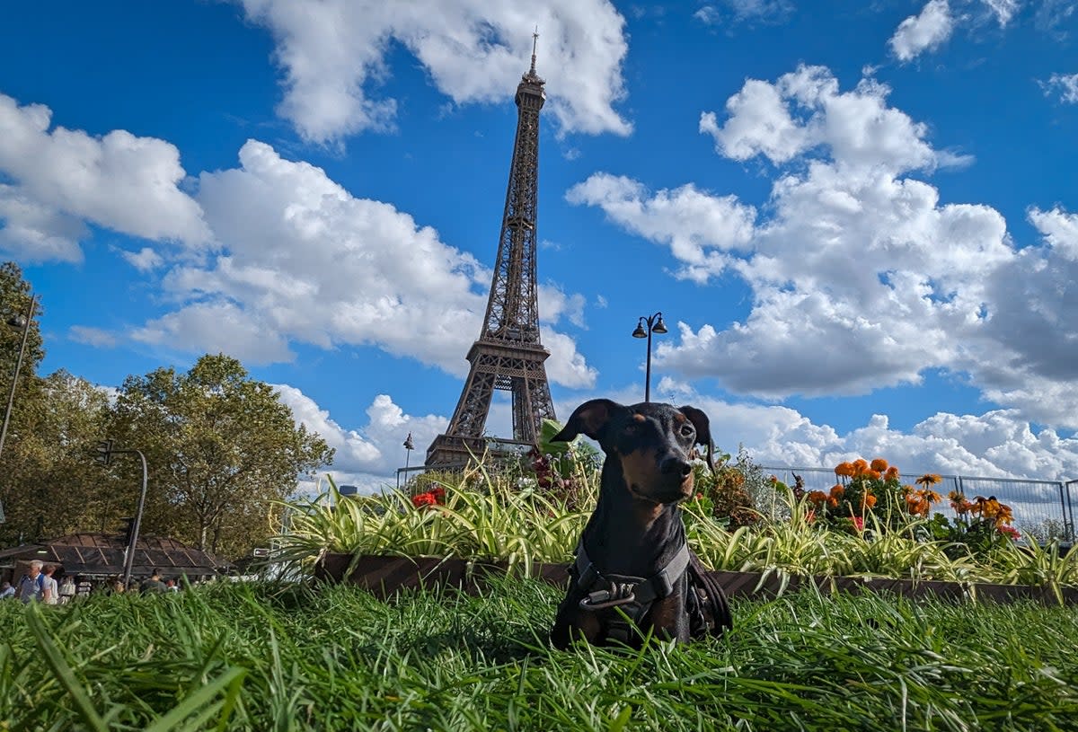 Arty relaxes and takes in the sights of Paris, posing with the Eiffel Tower behind (Lottie Gross)