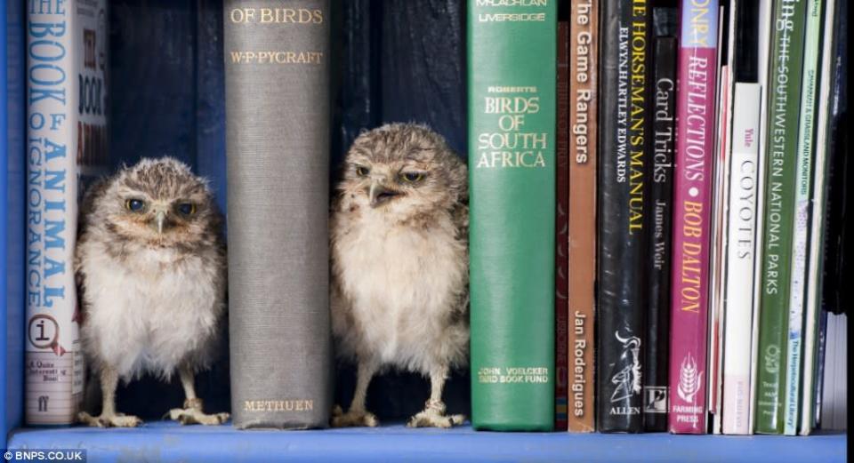 Baby owls