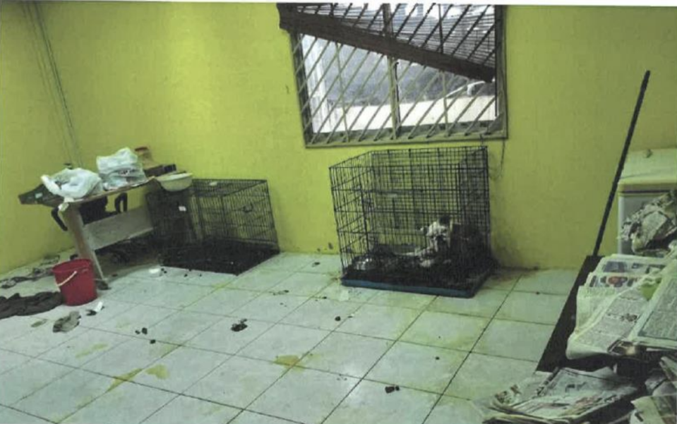 A photo of the abandoned room at Dreamfish fish farm where the abandoned bulldog was found. (Photo: NParks)