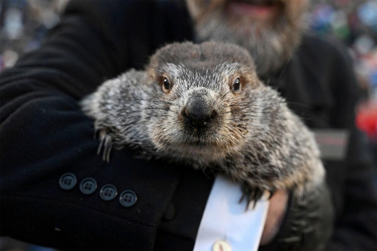 Mandatory Credit: Photo by Barry Reeger/AP/Shutterstock (13751397e) Groundhog Club handler A.J. Dereume holds Punxsutawney Phil, the weather prognosticating groundhog, during the 137th celebration of Groundhog Day on Gobbler's Knob in Punxsutawney, Pa., . Phil's handlers said that the groundhog has forecast six more weeks of winter Groundhog Day, Punxsutawney, United States - 02 Feb 2023