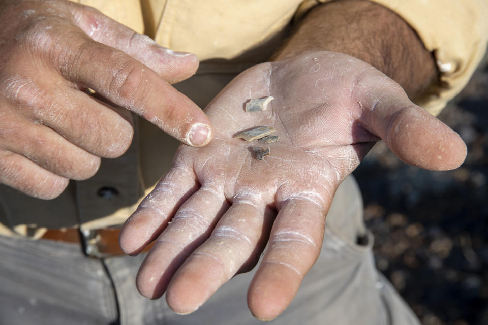 Palaeontologist Robert DePalma holds fragments of marine ammonites (BBC/PA)