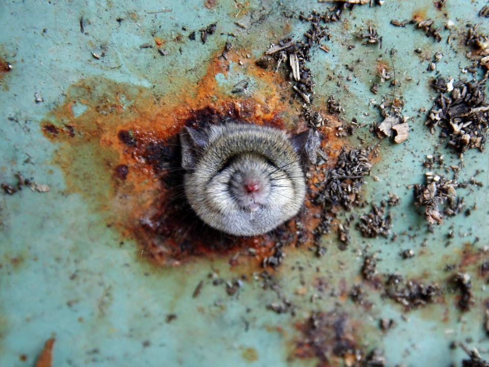 A rat’s head sticking out of a hole in the bottom of a New York garbage can in 2016.