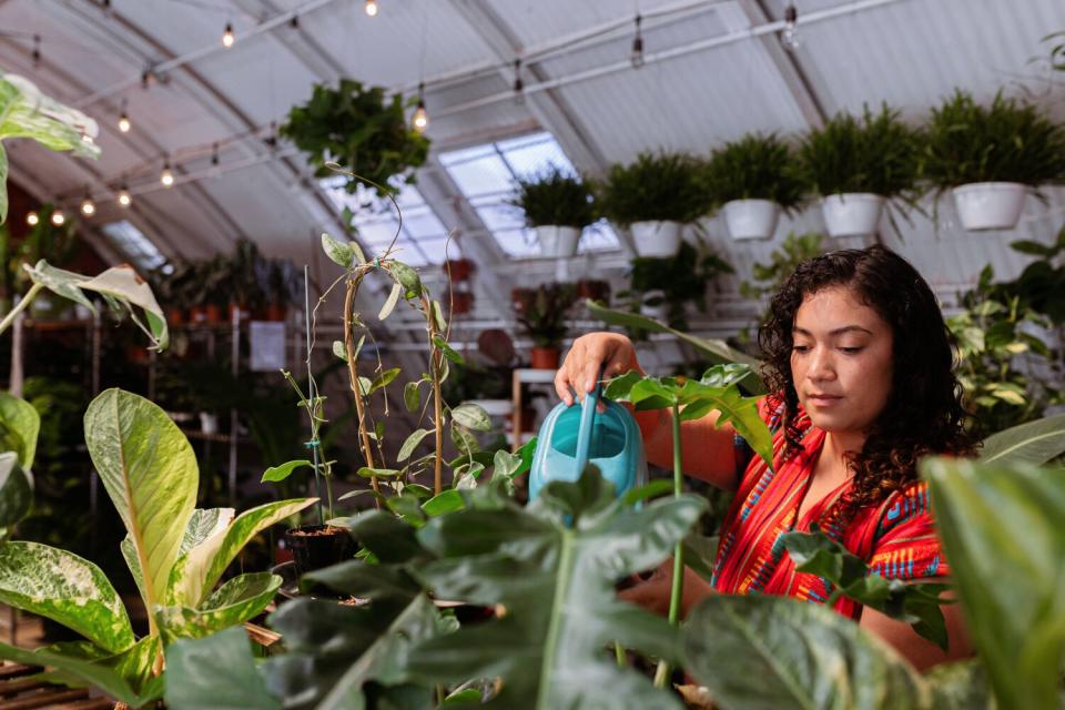 Sandra Mejia waters houseplants.