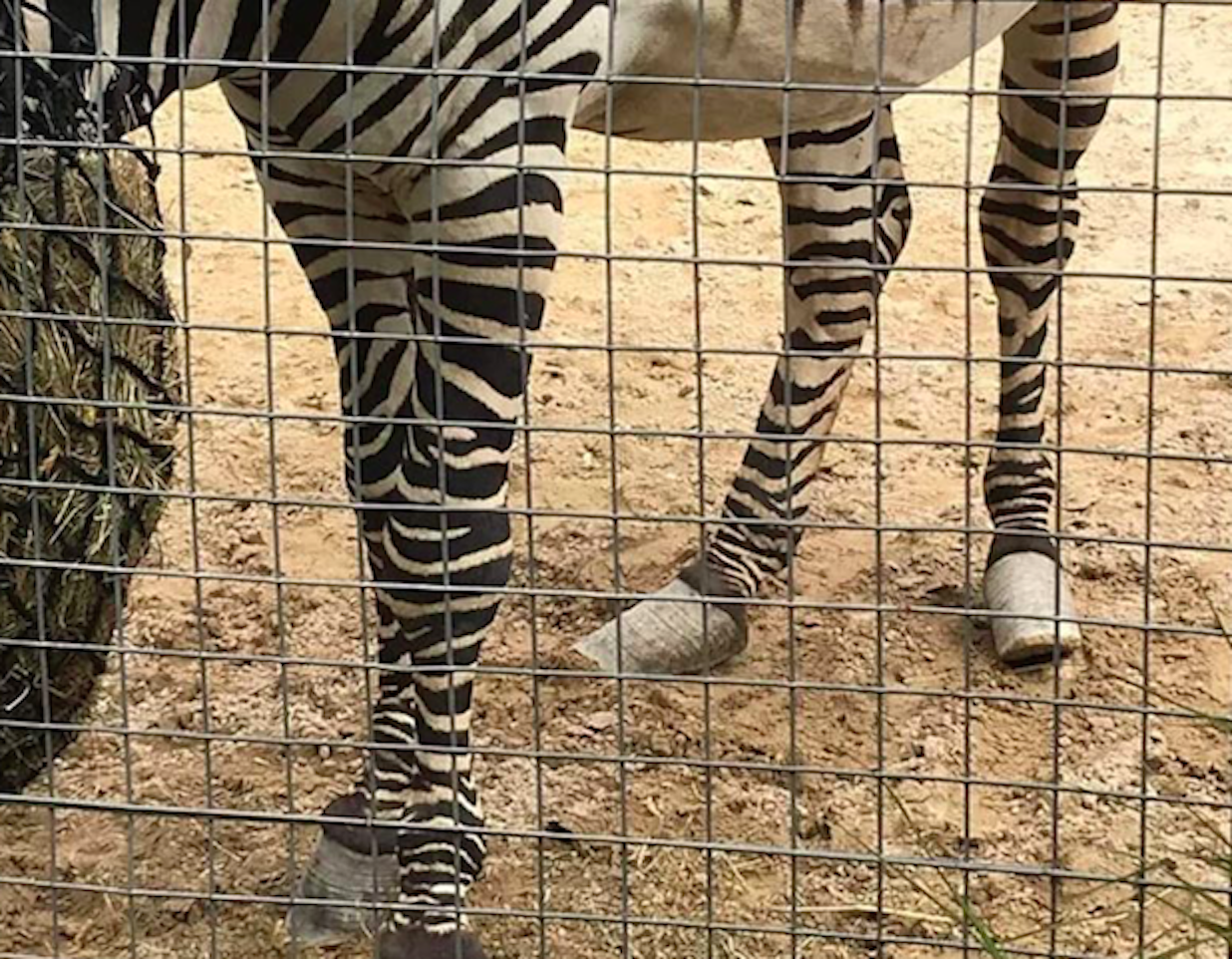 Urias the zebra's hooves were slanted (Picture: Heather Moffett/Facebook)