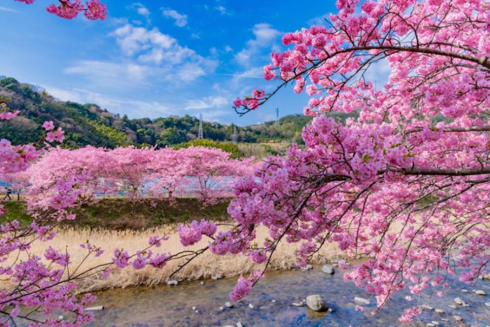 [Departure from Shinjuku] Izu Cherry Blossom One-Day Tour: Strawberry Picking at Izu Fruit Park, Kawazu Sakura, Sakura no Sato & Jogasaki Coast | Japan. (Photo: KKday SG)