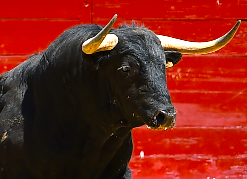 Stock market bull (Getty)