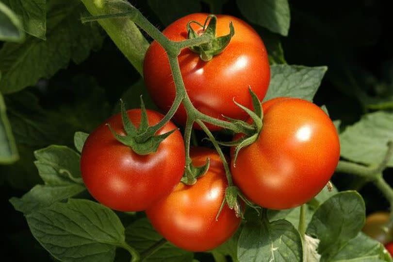 Tomatoes