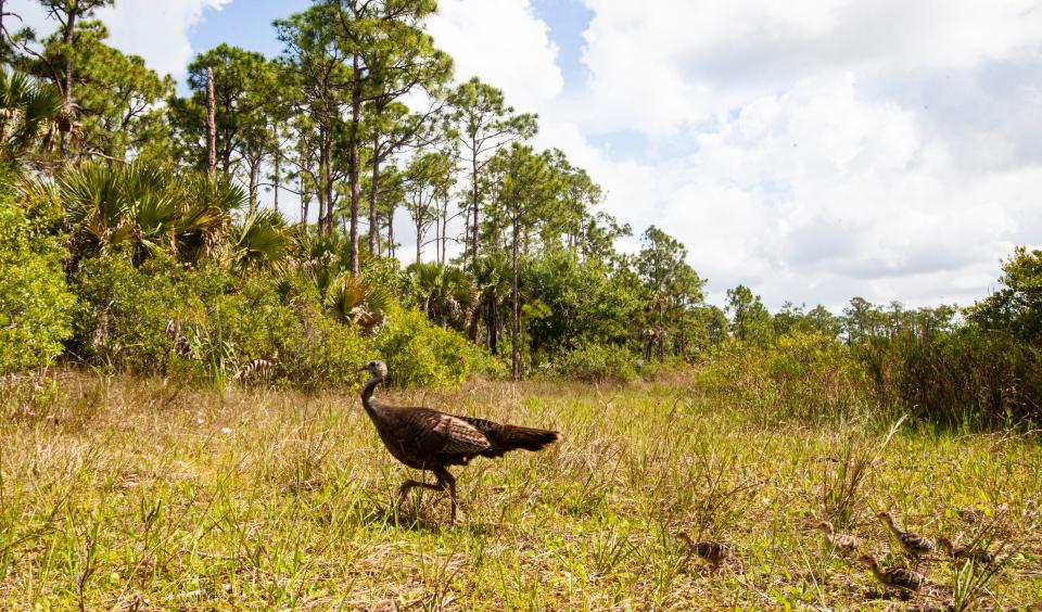 Turkeys trip a motion sensor camera set up in the Corkscrew Regional Ecosystem Watershed in May of 2022.  