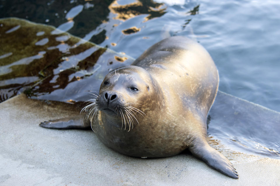 Harbor seals like Sidney can swim the minute they're born. (Julie Larsen Maher / Wildlife Conservation Society)