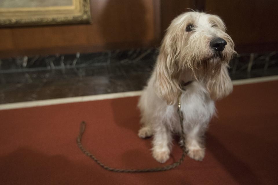 Juno, a grand basset griffon Vendeen, is shown during a news conference at the American Kennel Club headquarters, New York, USA - 10 Jan 2018