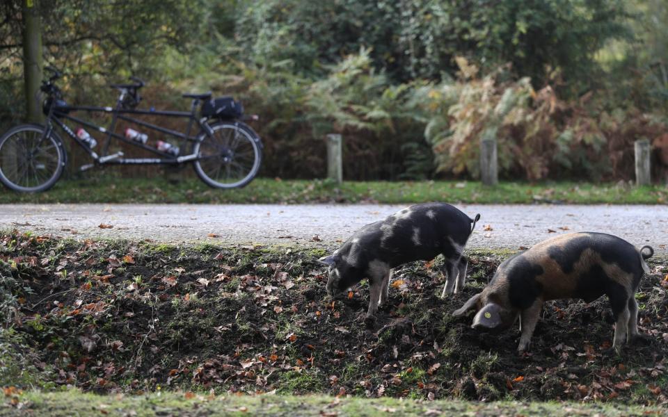 Domestic pigs, released in to the New Forest as part of Pannage season, look for acorns to eat near to Rockford Common.  - Andrew Matthews/PA Wire