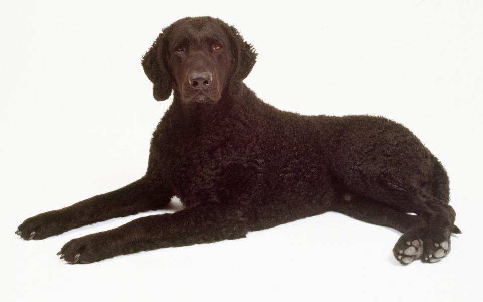The curly coated retriever, although still rare, might be making a comeback