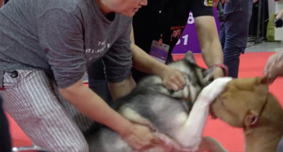 Handlers of both dogs struggled to free the husky. Image: Newsflare