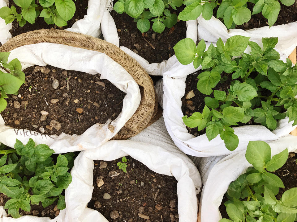 GROW POTATOES IN A BAG