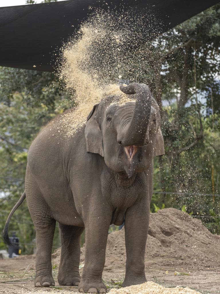 World Elephant Day Taronga Zoo