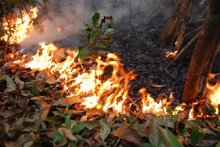 <span class="caption">Fires spreads into the forest during the 2015 drought.</span> <span class="attribution"><span class="source">Erika Berenguer</span>, <span class="license">Author provided</span></span>