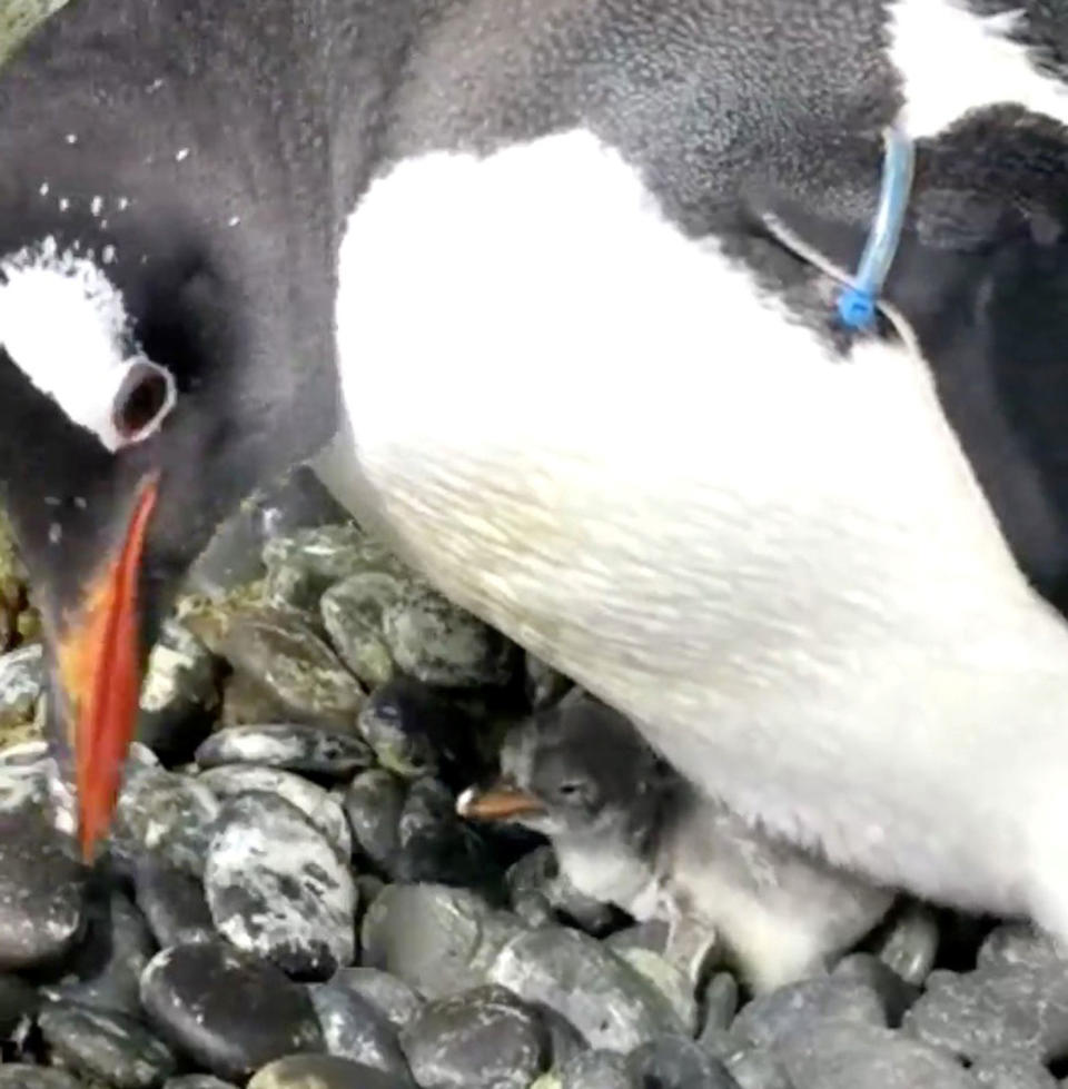 Two male gentoo penguins Sphen and Magic are caring for a penguin chick at Sea Life Sydney Aquarium. Source: Reuters