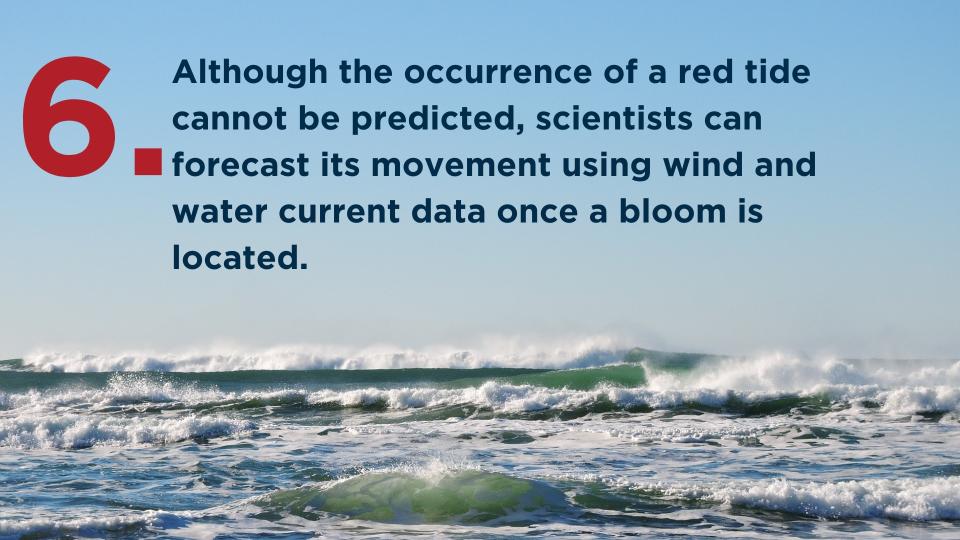Here are 9 things you need to know about red tide, according to the Florida Fish and Wildlife Conservation Commission.