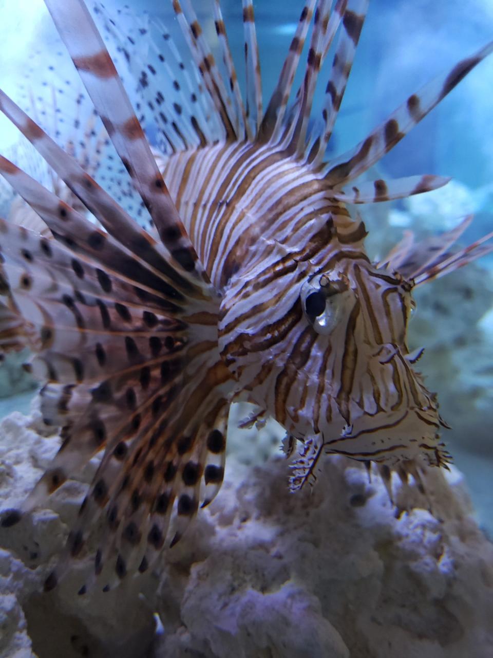 Lionfish are a venomous, spiny fish invasive off the coast of Georgia. They don't have many local, natural predators and eat many varieties of local species.