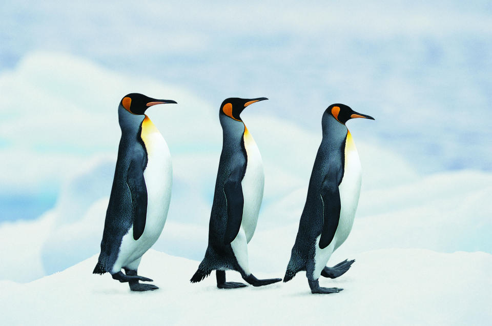 NHS trusts in Scotland have told people to waddle like penguins to avoid icy falls. (Getty)