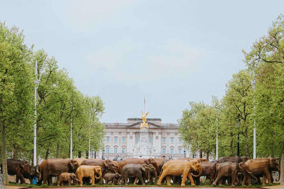 The Great Elephant Migration public art display in front of Buckingham Palace in 2021.